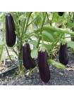 Честер F1 (ES Chester F1) семян баклажана раннего (Ergon seeds)
