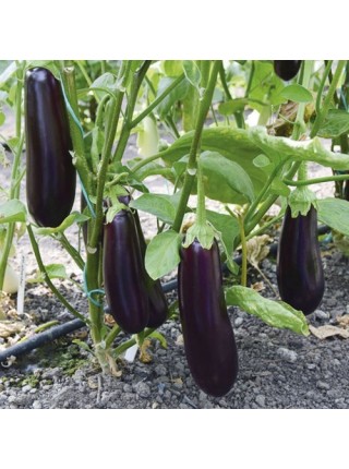 Честер F1 (ES Chester F1) семян баклажана раннего (Ergon seeds)