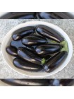 Честер F1 (ES Chester F1) семян баклажана раннего (Ergon seeds)