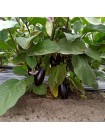 Честер F1 (ES Chester F1) семян баклажана раннего (Ergon seeds)