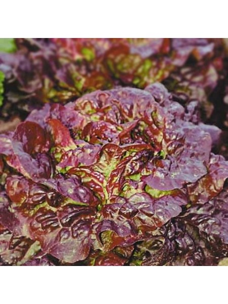 Четыре сезона семян салата тип Маслянистый (Hortus)