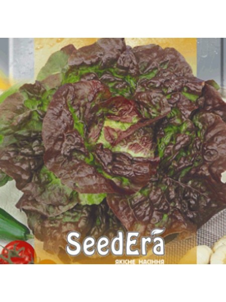 Четыре сезона семян салата тип Масленистый (Seedera)