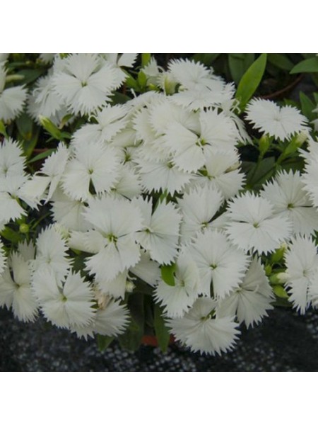 Чиба F1 (Чибо F1) белая (white) семена гвоздики межвидовой (Hem Genetics)