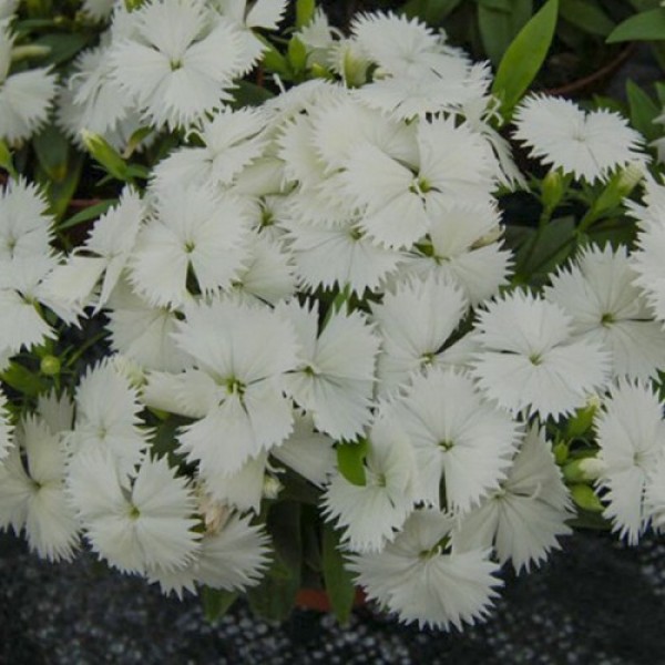 Чиба F1 (Чибо F1) белая (white) семена гвоздики межвидовой (Hem Genetics)