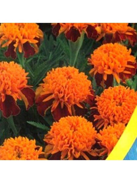 Чорнобривці розлогі низькі Карамель насіння однорічний. 25-30 см (Moravoseed)