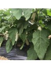 ЦРБ 50153 F1 (CRX 50153 F1) семена баклажана удл.-цил. белого (Cora Seeds)