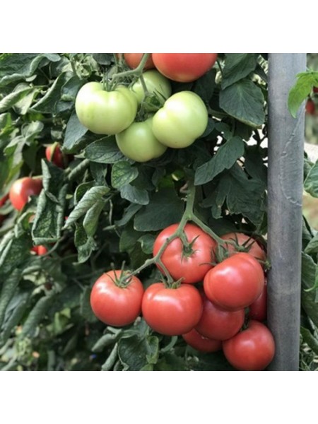 ЦРХ 78951 F1 (CRX 78951 F1) семена помидора индетерминантного (Cora Seeds)
