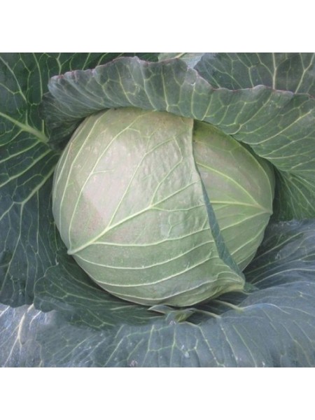 CRX 16102 F1 (1,8-2,0) семена капусты белокочанной (Cora Seeds)