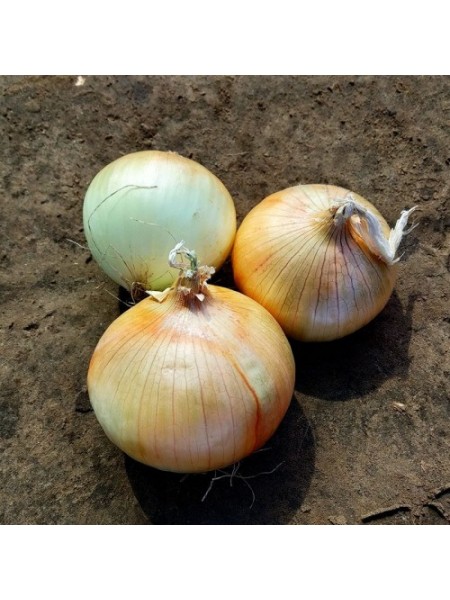 Каптива F1 (CRX 2554 F1) семена лука озимого репчатого (Cora Seeds)
