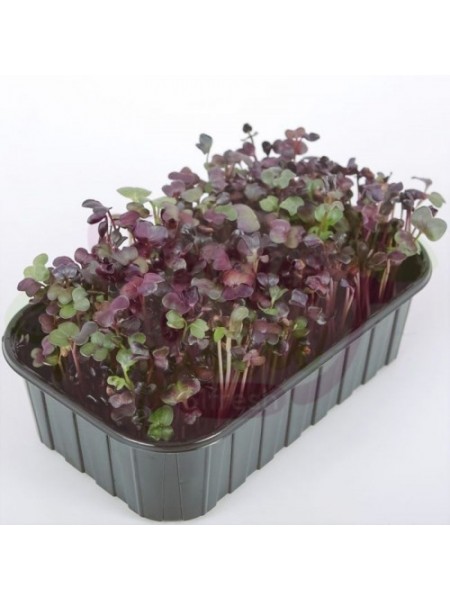 Дайкон Санго семена микрозеленые (Agrocity)