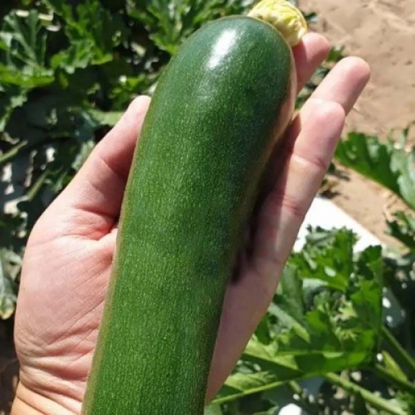 Далфер F1 (INX 5289 F1) семян цуккини ранних 40-45 дн. темно-зеленого (Innova Seeds)