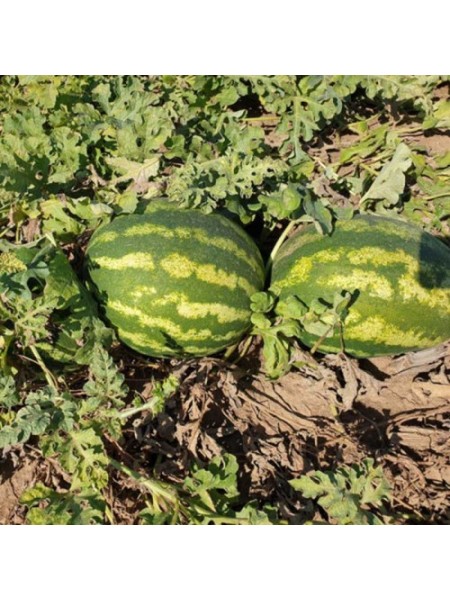 Дата F1 насіння кавуна (Lark Seeds)