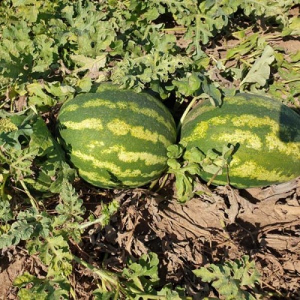 Дата F1 семян арбуза (Lark Seeds)