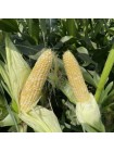 Дефендер F1 (ESB74F1) семена кукурузы суперсладкой Sh2 биколор (Lark Seeds)