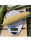Дефендер F1 (ESB74F1) семена кукурузы суперсладкой Sh2 биколор (Lark Seeds)