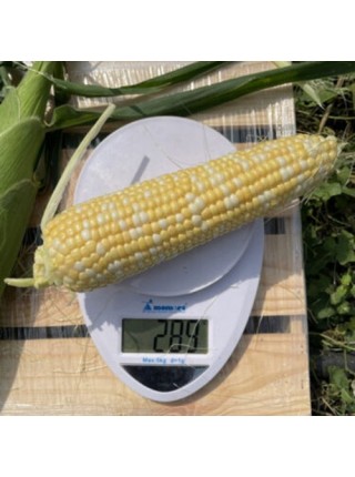 Дефендер F1 (ESB74F1) семена кукурузы суперсладкой Sh2 биколор (Lark Seeds)