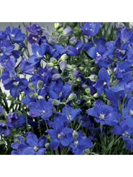 Делфикс синий (blue) семена дельфиниума (Syngenta)