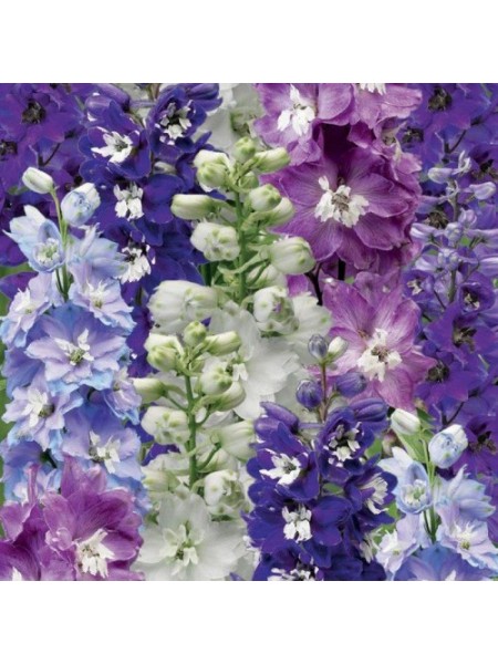 Дельфинная смесь (mix) семян дельфиниума (Syngenta)