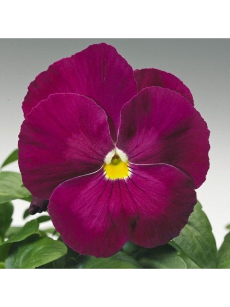 Дельта F1 розовая (pink) семена виолы (Syngenta)