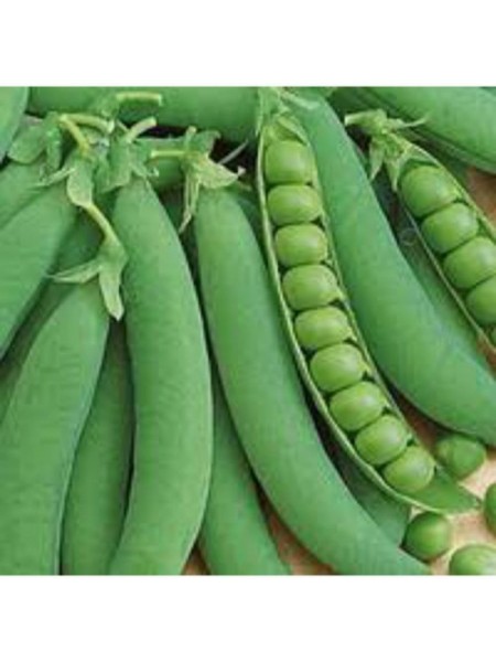 Детский восторг семян гороха (GL Seeds)