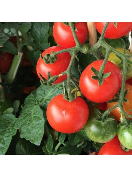 Девис 82 семян помидора детерминантного (Hortus)
