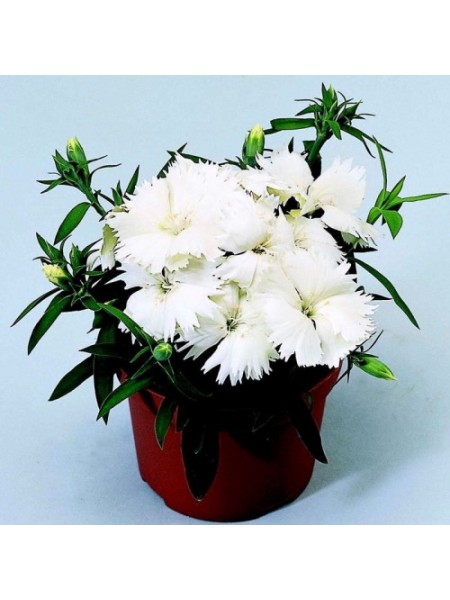 Диана F1 белая (white) семена гвоздики китайской (Hem Genetics)