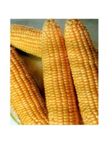 Танем F1 (Димакс F1) семян кукурузы сладкой Se (May Seeds)