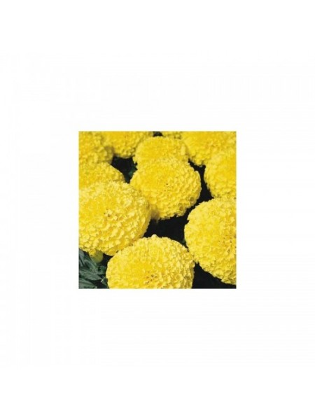 Дискавери F1 желтые (yellow) семена бархатцев (Benary)