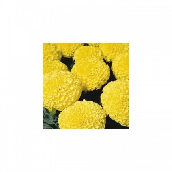 Дискавери F1 желтые (yellow) семена бархатцев (Benary)