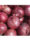 Дивина Стар F1 семена лука репчатого озимого (Cora Seeds)