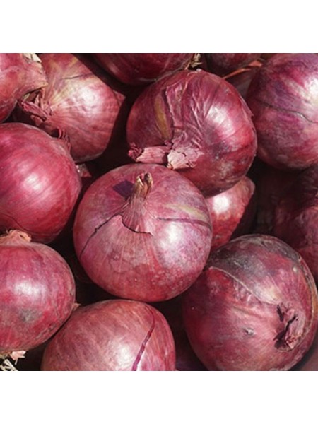 Дивина Стар F1 семена лука репчатого озимого (Cora Seeds)