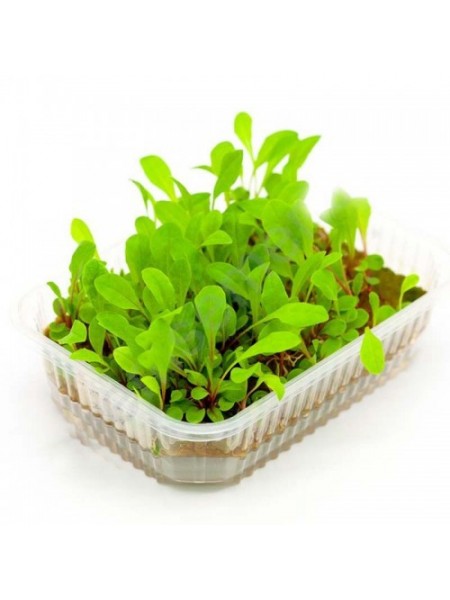 Для травления (6 урожаев) набор семян микрозеленый (Agrocity)