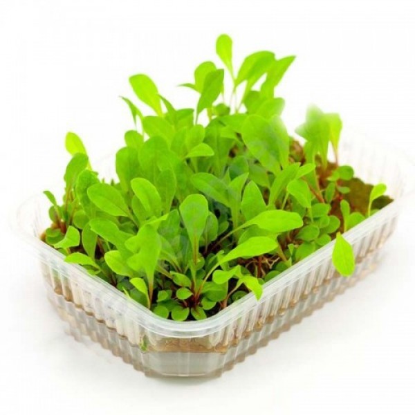 Для травления (6 урожаев) набор семян микрозеленый (Agrocity)