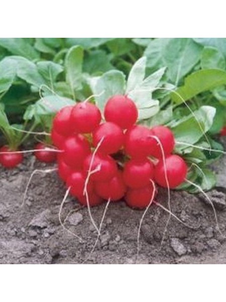 Донар F1 семена редиса (Syngenta)