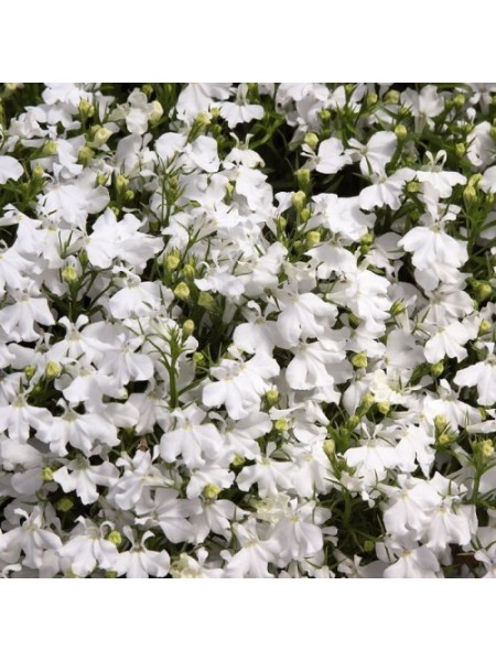 Дворец белый (white) семена лобелии (Benary)