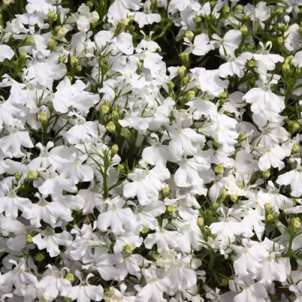 Дворец белый (white) семена лобелии (Benary)