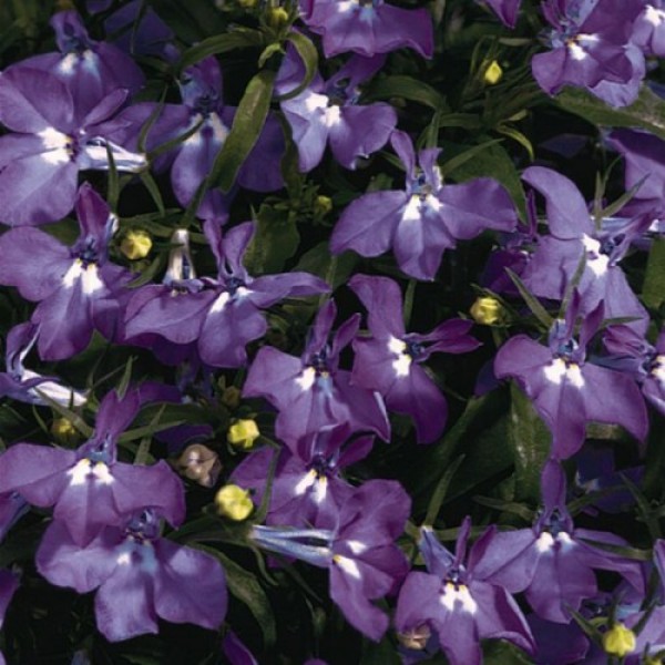 Палац роял (темно-синій з оком) насіння лобелії (Benary)