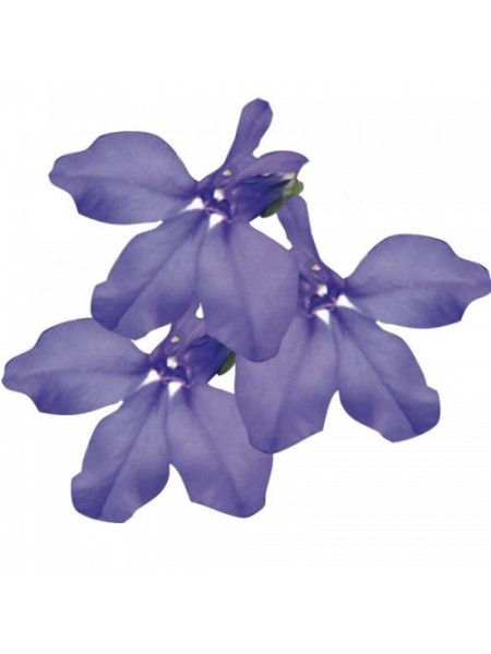 Палац синій (blue) насіння лобелії (Benary)