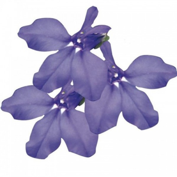 Палац синій (blue) насіння лобелії (Benary)