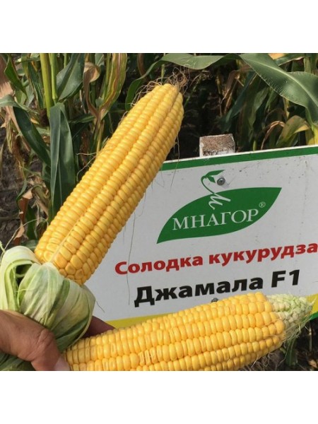 Джамала F1 семена кукурузы суперсладкой Sh2 (Мнагор)
