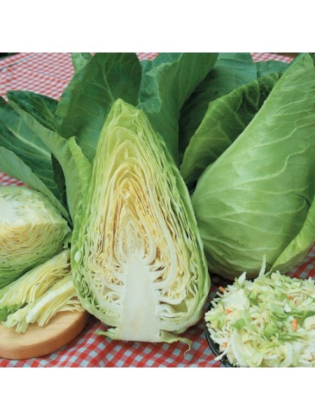 Экспресс семян капусты белокочанной (Hortus)