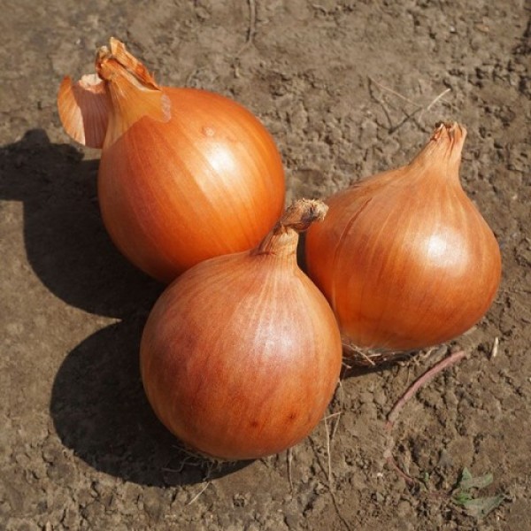 Алёнка F1 (Еленка) семена лука репчатого желтого (Cora Seeds)