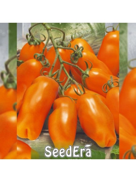 Ерос насіння помідора індетермінантного (Seedera)