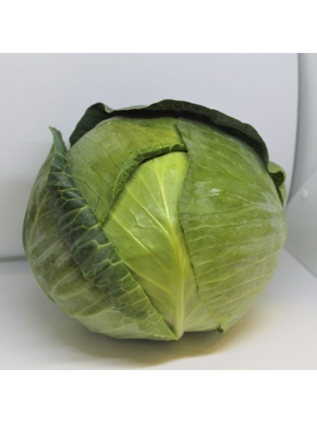 ЕС 2144 F1 семена капусты белокочанной (Ergon seeds)