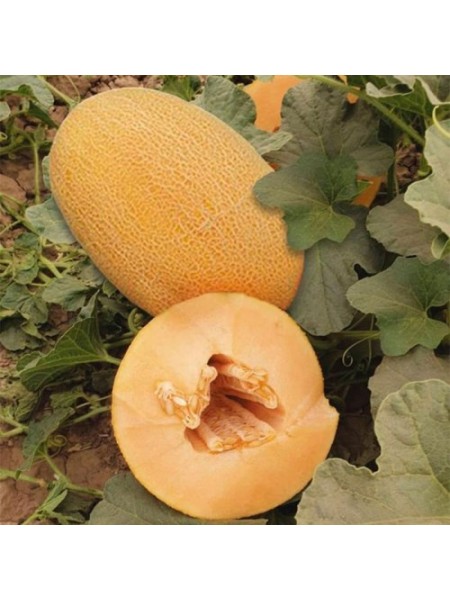 ЕС 25157 F1 (ES 25157 F1) семена дыни (Ergon seeds)