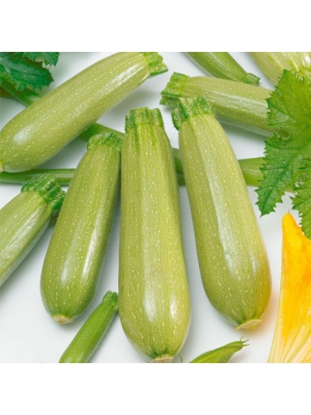 Амино F1 семена кабачка (Ergon seeds)