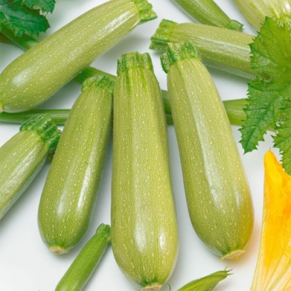 Амино F1 семена кабачка (Ergon seeds)