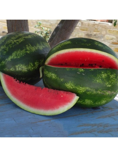 ES 75077 F1 семена арбуза среднего (Ergon seeds)