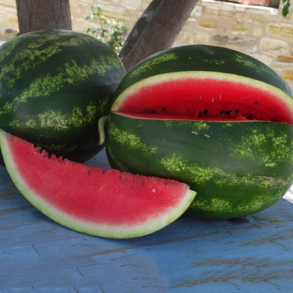 ES 75077 F1 семена арбуза среднего (Ergon seeds)