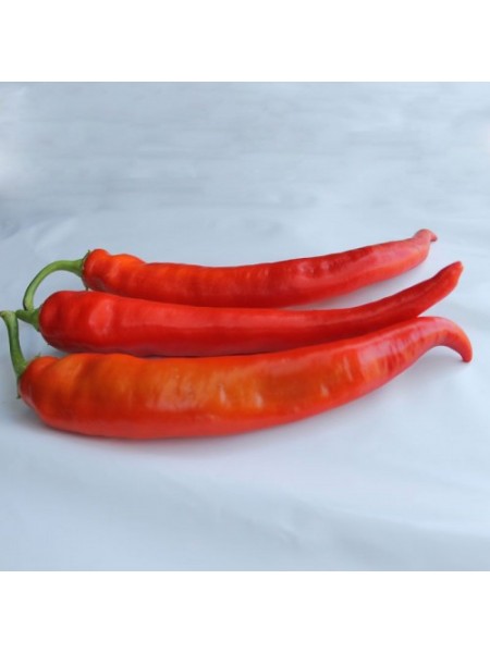 ЕС 8716 F1 семена горького перца (Ergon seeds)